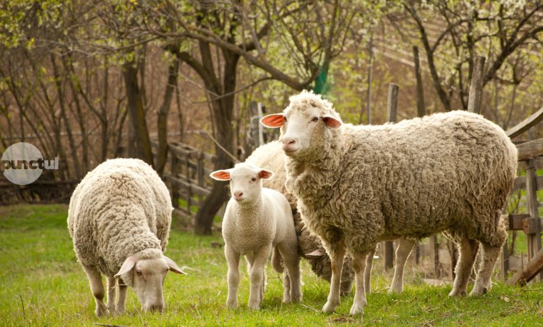 focar-de-variola-la-oile-dintr-o-gospodarie-din-voivodeni