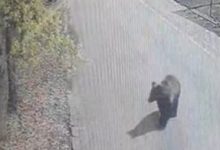 prezenta-unui-urs,-semnalata-in-mod-repetat-in-zona-platoului-cornesti-si-in-apropierea-gradinii-zoologice