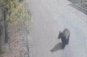 prezenta-unui-urs,-semnalata-in-mod-repetat-in-zona-platoului-cornesti-si-in-apropierea-gradinii-zoologice
