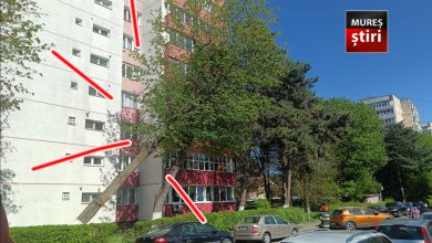 interventie-de-urgenta-pe-strada-gheorghe-doja:-copac-urias-in-pericol-de-cadere!