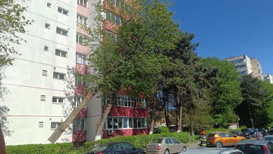 mai-multi-copaci-degradati-cazuti-la-targu-mures-din-cauza-vantului