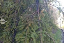 trafic-feroviar-oprit-pe-traseul-toplita-–-rastolita-din-cauza-copacilor-cazuti