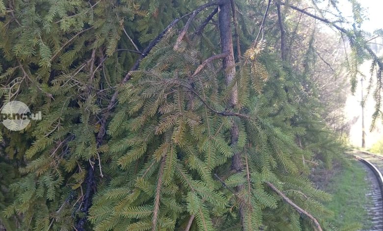 trafic-feroviar-oprit-pe-traseul-toplita-–-rastolita-din-cauza-copacilor-cazuti