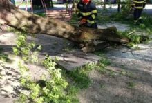 mures:-copaci-in-pericol-de-cadere-din-cauza-vantului-puternic