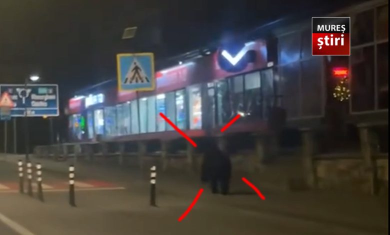 video.-interventie-in-urma-prezentei-unui-urs-in-centrul-municipiului-toplita!