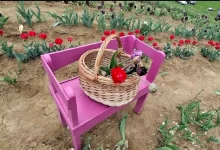 campul-de-lalele-din-marculeni-atrage-mii-de-vizitatori-in-judetul-mures:-florile-pot-fi-culese-direct-din-camp