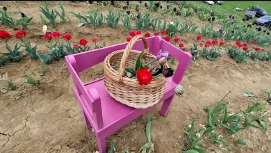 campul-de-lalele-din-marculeni-atrage-mii-de-vizitatori-in-judetul-mures:-florile-pot-fi-culese-direct-din-camp