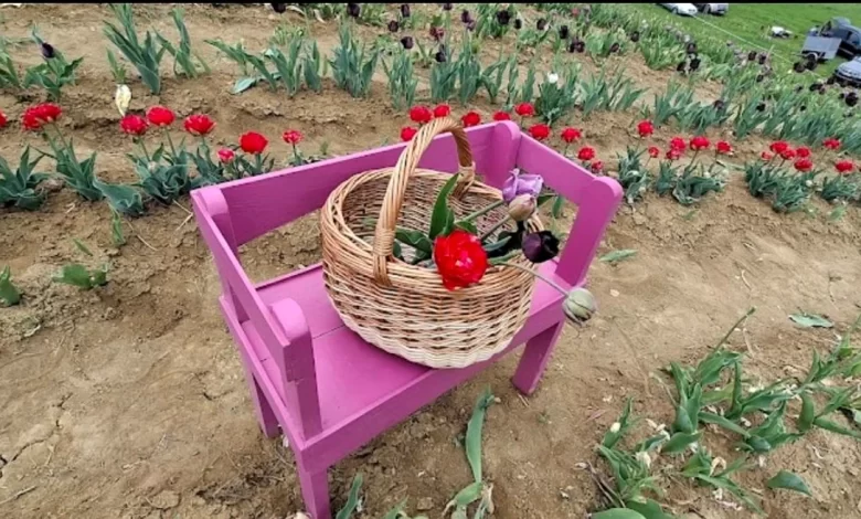 campul-de-lalele-din-marculeni-atrage-mii-de-vizitatori-in-judetul-mures:-florile-pot-fi-culese-direct-din-camp