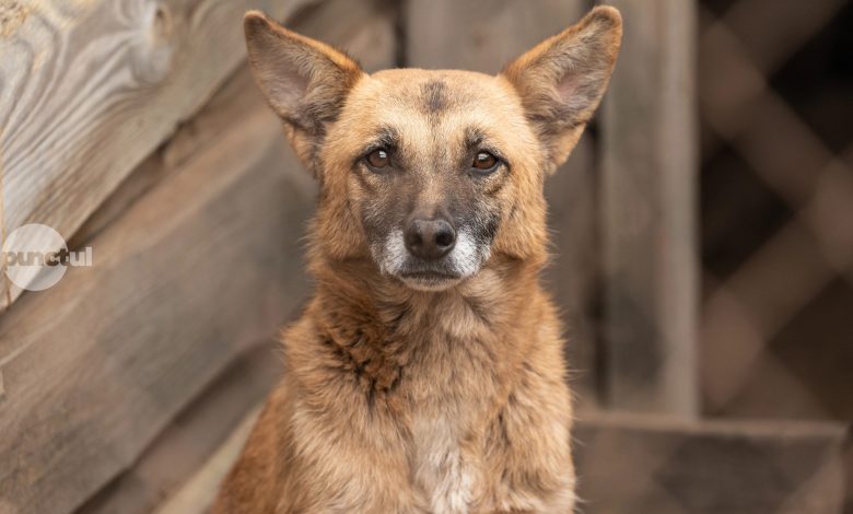 proiect-privind-infiintarea-serviciului-public-de-gestionare-a-cainilor-fara-stapan-in-municipiul-reghin