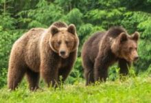 covasna:-cota-de-preventie-la-ursi,-majorata-de-la-54-la-86-de-exemplare