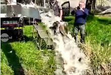 850-kg-de-crap-eliberati-la-targu-mures-(video)