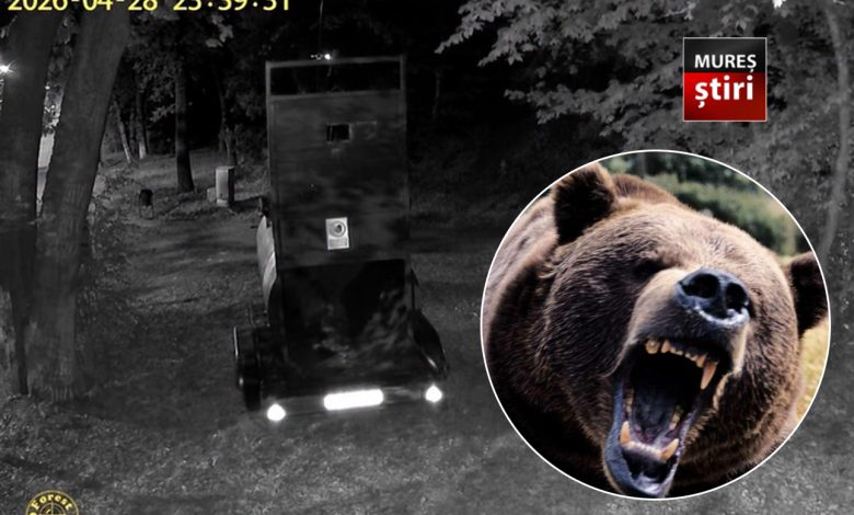 video.-exemplar-de-urs-capturat-si-relocat-de-pe-platoul-cornesti-din-targu-mures!