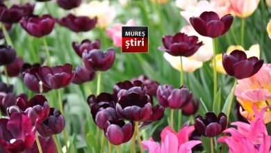 spectacol-de-culori-in-mures:-„queen-of-night”-atrage-sute-de-vizitatori!