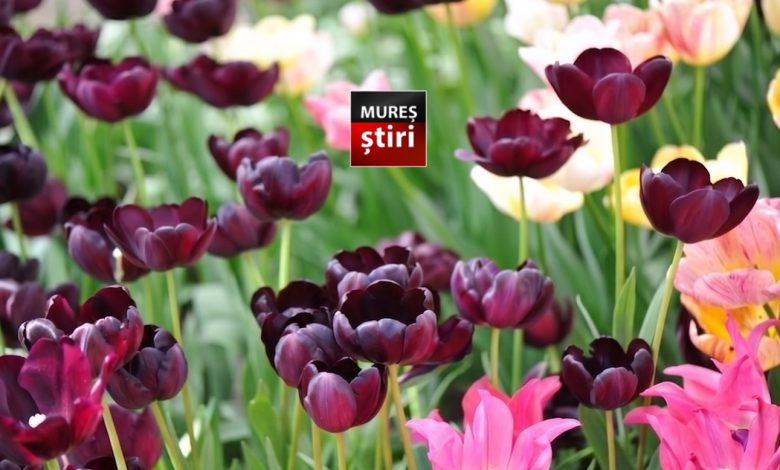 spectacol-de-culori-in-mures:-„queen-of-night”-atrage-sute-de-vizitatori!