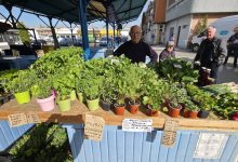 piete-targu-mures-incurajeaza-cumpararea-de-rasaduri-locale-din-piata