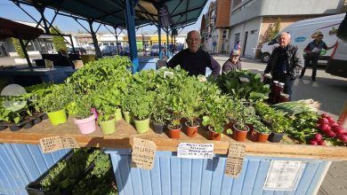 piete-targu-mures-incurajeaza-cumpararea-de-rasaduri-locale-din-piata