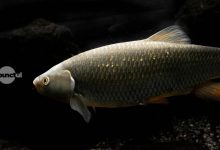 crapul-domina-pescuitul-pe-lacuri-–-primul-top-national-bazat-pe-capturi-publicat-de-o-platforma-mureseana