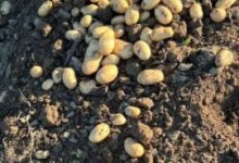 suprafata-cultivata-cu-cartofi-in-harghita,-in-scadere-cu-circa-10%-fata-de-anul-trecut