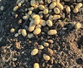 suprafata-cultivata-cu-cartofi-in-harghita,-in-scadere-cu-circa-10%-fata-de-anul-trecut