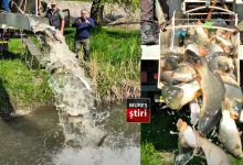 video.-vesti-bune-pentru-pescari:-850-kg-de-crap,-eliberati-in-apele-din-targu-mures!
