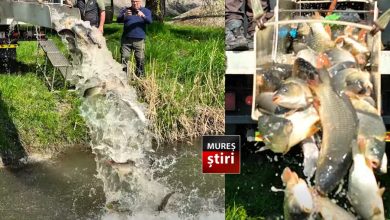 video.-vesti-bune-pentru-pescari:-850-kg-de-crap,-eliberati-in-apele-din-targu-mures!