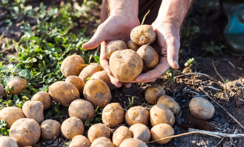 suprafata-cultivata-cu-cartofi,-in-scadere-cu-circa-10%-fata-de-anul-trecut-in-harghita