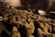 autoritatile-sanitar-veterinare,-in-alerta-dupa-aparitia-unui-nou-focar-de-ppa-si-a-unuia-de-variola-ovina