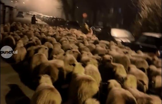 autoritatile-sanitar-veterinare,-in-alerta-dupa-aparitia-unui-nou-focar-de-ppa-si-a-unuia-de-variola-ovina