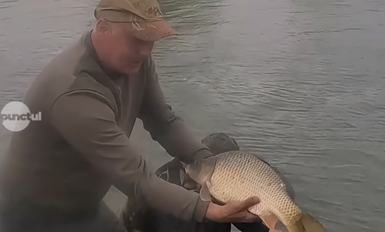 (video)-actiune-de-populare-cu-exemplare-din-specia-crap-pe-raul-mures-in-zona-iernut