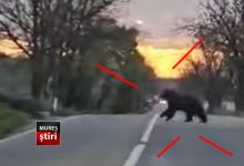 video.-urs-surprins-in-zona-localitatii-balauseri!