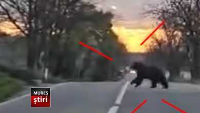 video.-urs-surprins-in-zona-localitatii-balauseri!