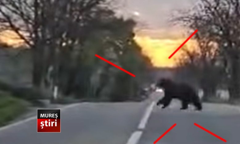 video.-urs-surprins-in-zona-localitatii-balauseri!