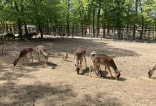 primavara-plina-de-viata-la-gradina-zoologica-din-targu-mures!