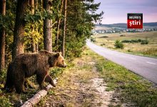 mureseni,-atentie-sporita!-urs-semnalat-intre-ghindari-si-sarateni