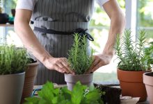 top-plante-aromatice-pe-care-sa-le-ai-mereu-la-indemana-in-bucatarie.-cum-poti-creste-mirodenii-acasa