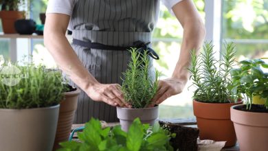 top-plante-aromatice-pe-care-sa-le-ai-mereu-la-indemana-in-bucatarie.-cum-poti-creste-mirodenii-acasa