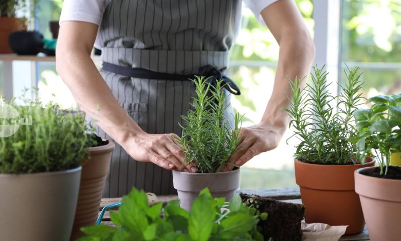 top-plante-aromatice-pe-care-sa-le-ai-mereu-la-indemana-in-bucatarie.-cum-poti-creste-mirodenii-acasa