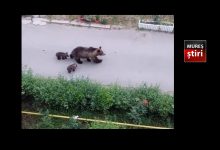 alerta-maxima-in-targu-mures:-ursoaica-cu-pui-semnalata-pe-strazile-orasului!