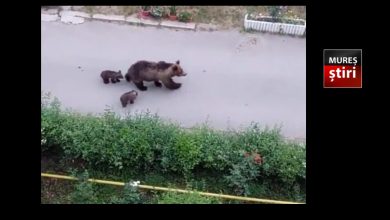alerta-maxima-in-targu-mures:-ursoaica-cu-pui-semnalata-pe-strazile-orasului!