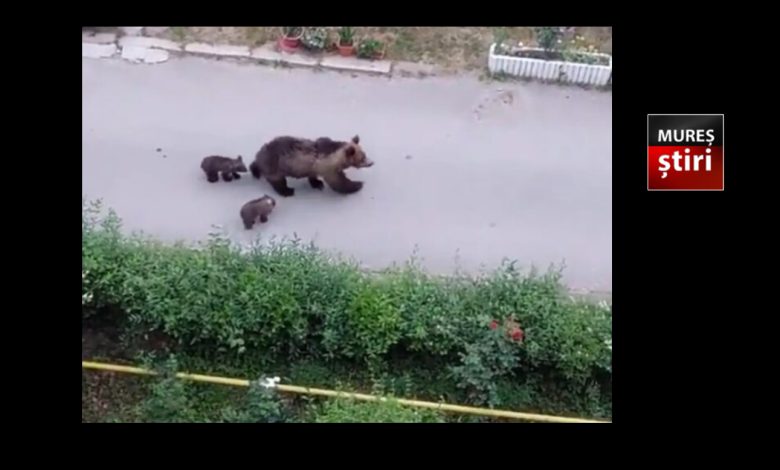 alerta-maxima-in-targu-mures:-ursoaica-cu-pui-semnalata-pe-strazile-orasului!