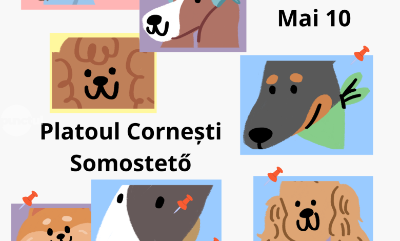 metisexpo-la-platoul-cornesti