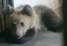 puiul-de-urs-ratacit-in-brasov-a-fost-capturat