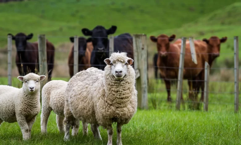 sprijin-de-stat-pentru-fermierii-mureseni-care-cresc-oi,-capre,-vaci-sau-porci 