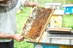 apicultorii-vor-primi-un-sprijin-financiar-in-valoare-de-21-de-euro-pentru-fiecare-familie-de-albine