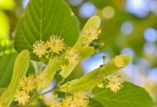 cum-sa-folosesti-florile-de-tei-pentru-relaxare-si-somn-odihnitor
