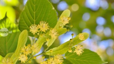 cum-sa-folosesti-florile-de-tei-pentru-relaxare-si-somn-odihnitor