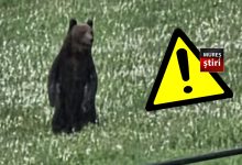 alerta:-judetul-mures,-sub-asediul-ursilor!-localnicii-sunt-disperati,-iar-prezenta-animalelor-salbatice-a-devenit-o-constanta-cotidiana,-chiar-si-in-orase!
