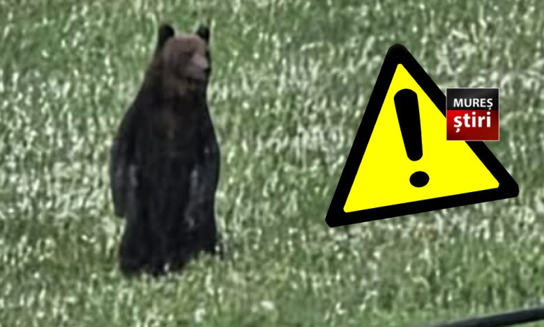alerta:-judetul-mures,-sub-asediul-ursilor!-localnicii-sunt-disperati,-iar-prezenta-animalelor-salbatice-a-devenit-o-constanta-cotidiana,-chiar-si-in-orase!