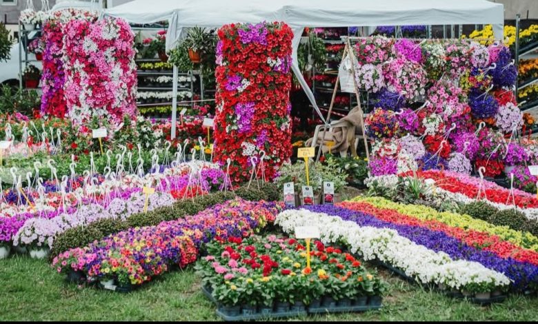 din-nou-la-curteni-–-santana-de-mures,-la-sarbatoarea-florilor,-ajunsa-la-editia-a-24-a