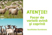focar-de-variola-ovina-si-caprina-confirmat-la-dumbrava.-miscarea-animalelor,-interzisa-in-zeci-de-localitati-din-mures-si-bistrita-nasaud